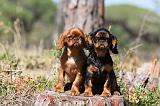 KING CHARLES SPANIEL 117